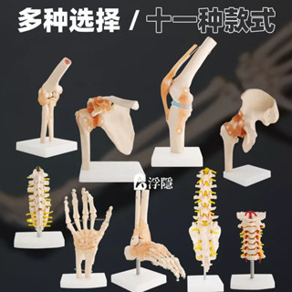 熱賣 人體膝關節功能模型肩關節肘關節手關節腳關節髖關節可動骨骼模型 人體模型 器官模型 詳細 標註 教學模具
