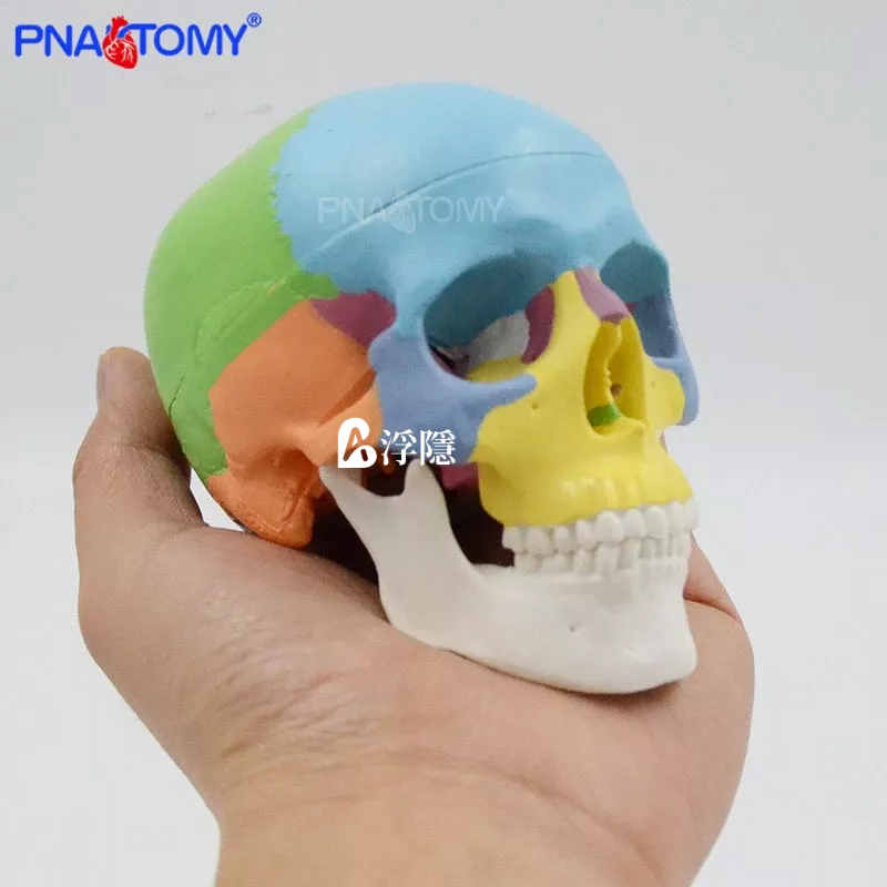 熱賣 人體口腔仿真迷你彩色頭顱模型醫用可拆卸頭顱頭骨模型美術生小號 人體模型 器官模型 詳細 標註 教學模具