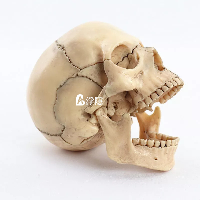 現貨 熱賣 人體頭骨模型小型可拆15部件骷髏頭顱骨模型醫用牙齒口腔學習繪畫 人體模型 器官模型 詳細 標註 教學模具