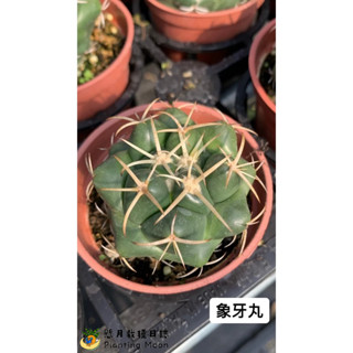 懸月栽種日誌／仙人掌／象牙丸／3吋盆
