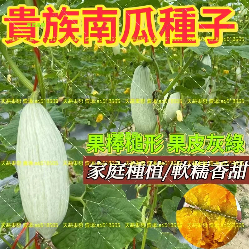 🌱🌱【貴族南瓜種子】奶油南瓜 貝貝南瓜 蜜本南瓜 巨型南瓜 磨盤南瓜 果蔬種子 蔬菜種子 香甜軟糯 四季播種