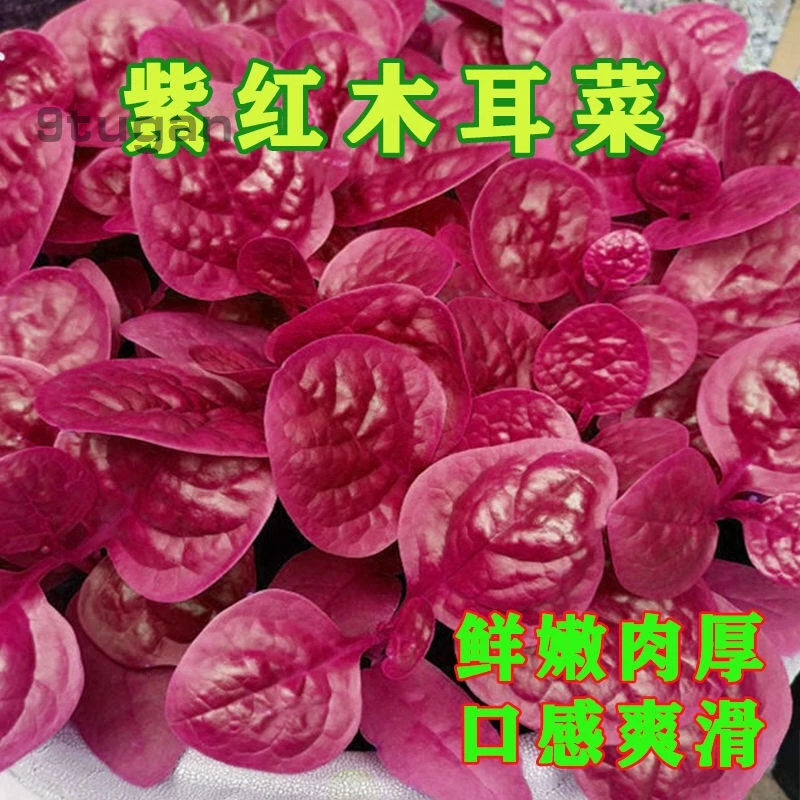 紫紅木耳菜種子 大葉肉厚木耳菜種子 四季播爬藤 陽臺 盆栽蔬菜種子