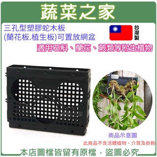 【蔬菜之家滿額免運】三孔型塑膠蛇木板(蘭花板.植生板)石斛蘭 蛇板 植床板 龍蛇蘭 蛇木板 蕨類植物 上板植物 花木蘭