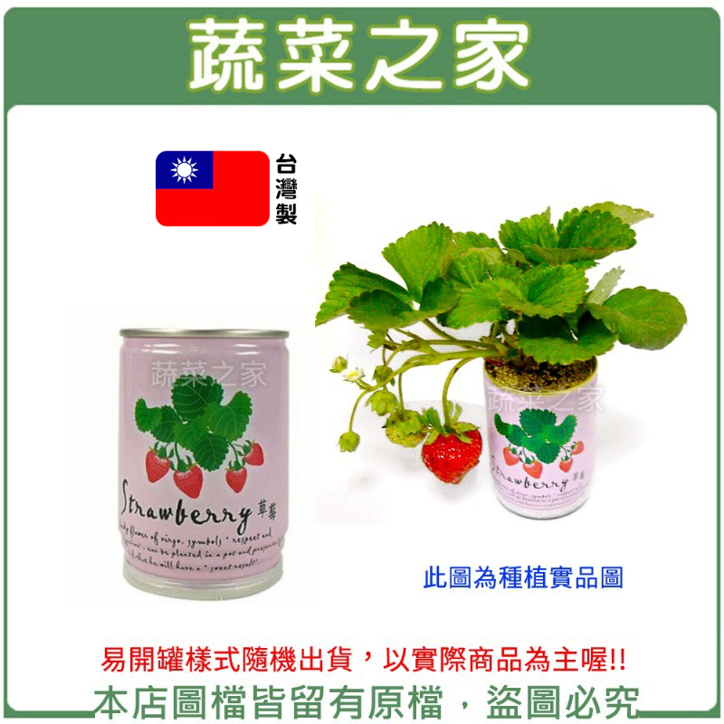 【蔬菜之家滿額免運】iPlant易開罐花卉-草莓//最新發明專利設計