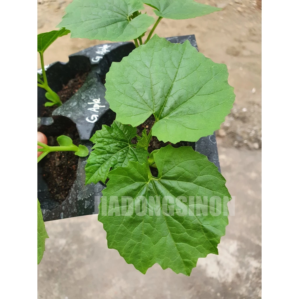 【菜苗】綠蘋果苦瓜苗 產量高 2.5吋盆1株1盆