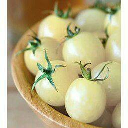 [水果苗]白玉番茄苗 蔬菜苗 菜苗 香甜好吃 美國 Snow white cherry tomato  2.5吋盆