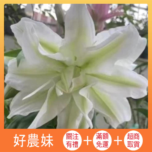 🌱台灣香水百合種子🌱 耐寒室外花種子香水百合種子四季百合花子庭院四季開花的植物花籽 ·好農妹