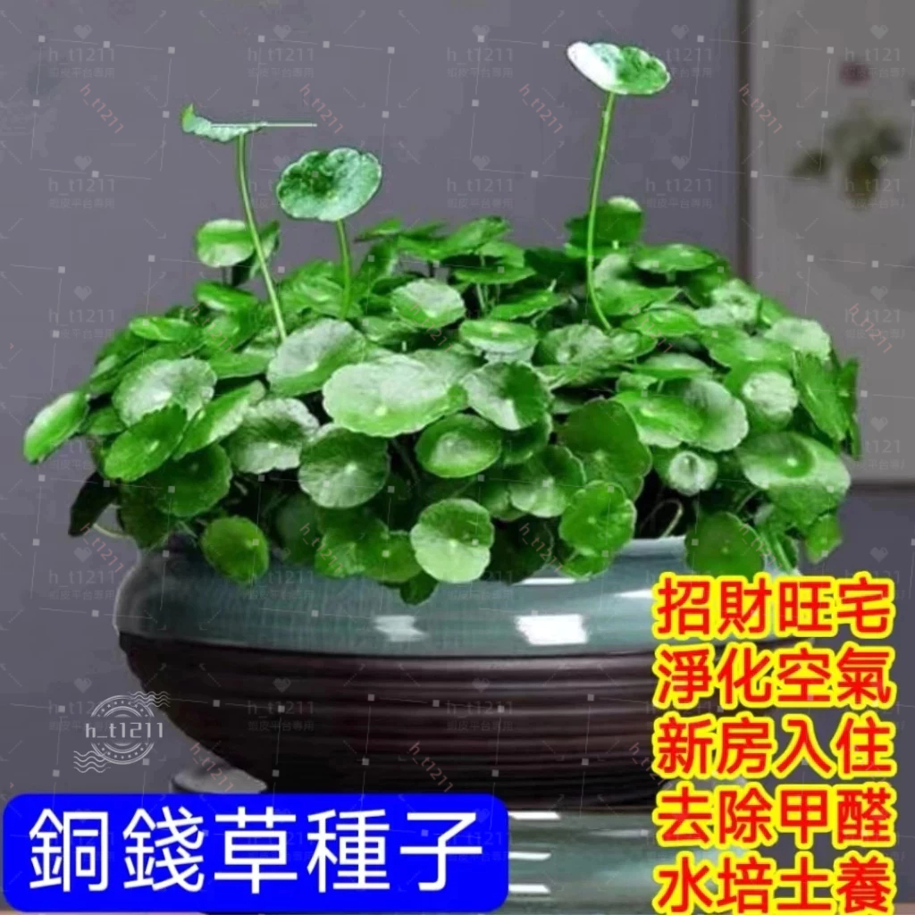 💥💥【銅錢草種子】金錢草種子 魚缸造景 淨化空氣 銅錢草種子 水草種子 水耕土耕植物種子 四季種植 招財旺宅 超好養植物