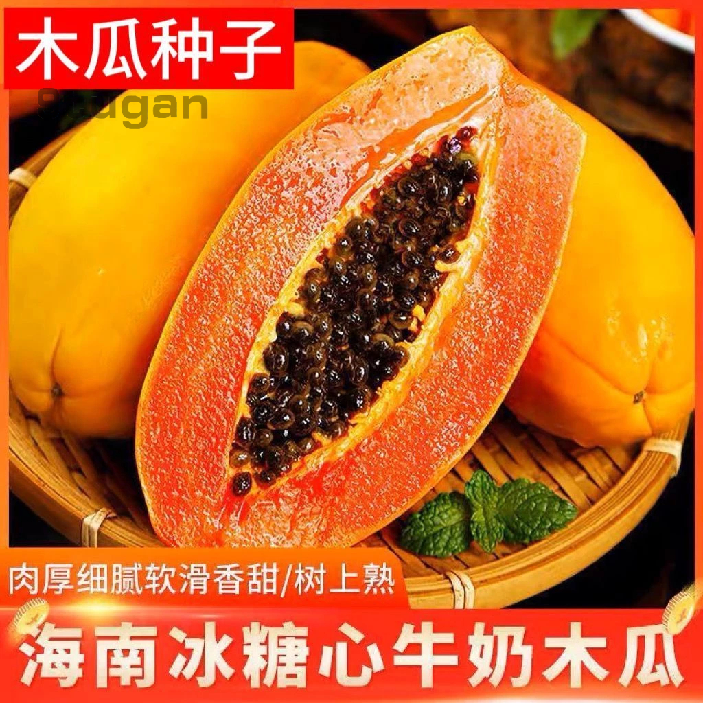 冰糖木瓜種子 高產水果種子 紅心 牛奶木瓜種籽 紅妃矮珠型木瓜種