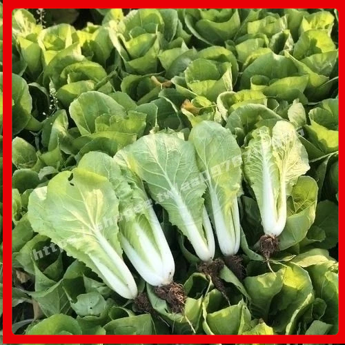 ✿大白菜種子✿一份1000粒✿ 4個品種 奶油小白菜 火鳳凰白菜種子 庭院蔬菜 四季種植 一個月左右長成