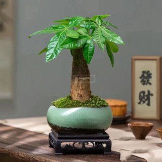 💯正品【發財樹種子】發財樹 發財果 招財旺宅室內觀賞植物種籽 淨化空氣 室內植物盆栽種植 林木種子 高發芽率耐乾旱新手好