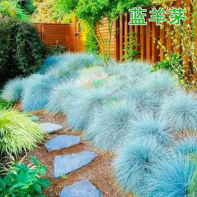 💥💥【多款花園點綴花草種子】花園修飾美化 藍羊矛 羽毛草 兔尾草 鼠尾草 四季觀賞花卉種子 花園陽台種植園藝種子盆栽花卉