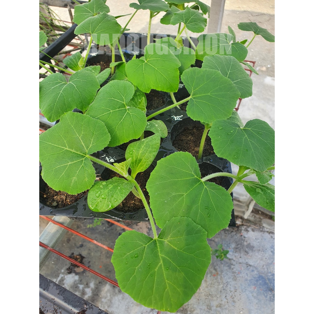 【南瓜苗】阿成南瓜苗 2.5吋盆 超取上限10株 金瓜苗 菜苗