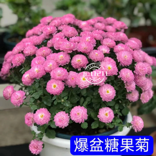 💥💥【瑪格麗特菊種子】菊花種子 花籽 瑪格麗特粉菊 瑪格麗特糖果菊 爆盆花卉 適合春天種植花卉 可盆栽地栽 小院陽台種植