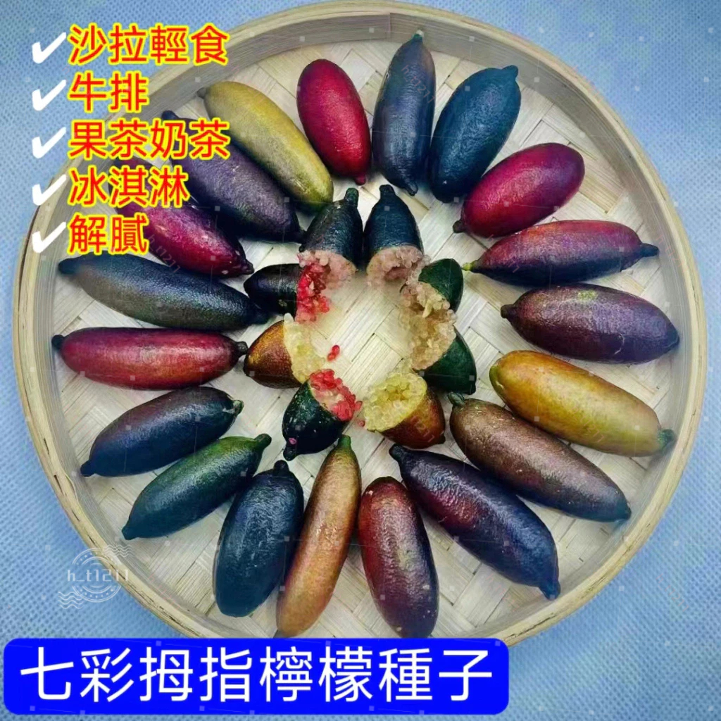 💥💥【澳洲手指檸檬種子】森林魚子醬 澳洲手指檸檬種子seed水果種子 檸檬苗 庭院陽臺種植 可盆栽地栽當年結果 顆粒分明