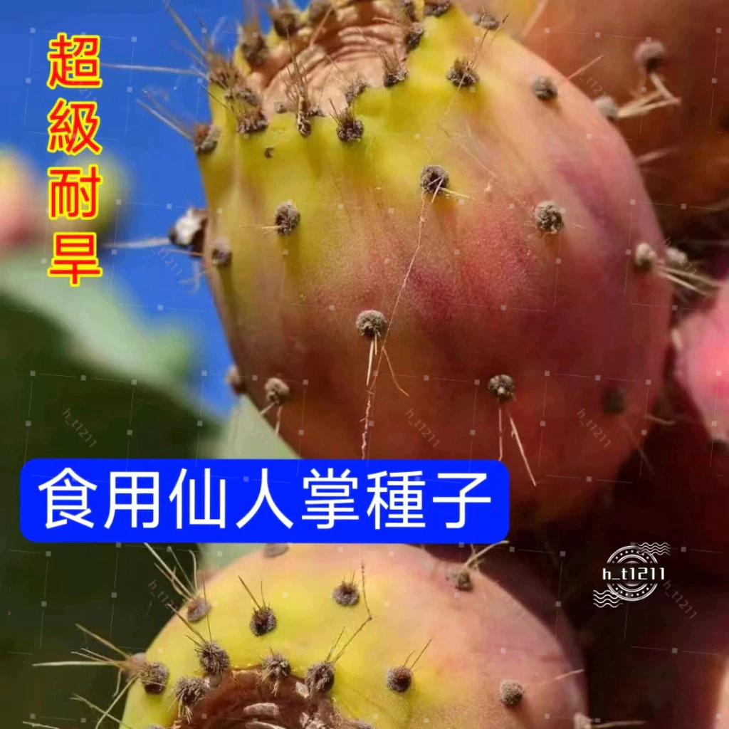 💥💥【食用仙人掌種子】仙人掌種子 多肉植物 肉厚果實甜 多年生水果種子 山地農田庭院種植 盆栽地栽植物 植物種子