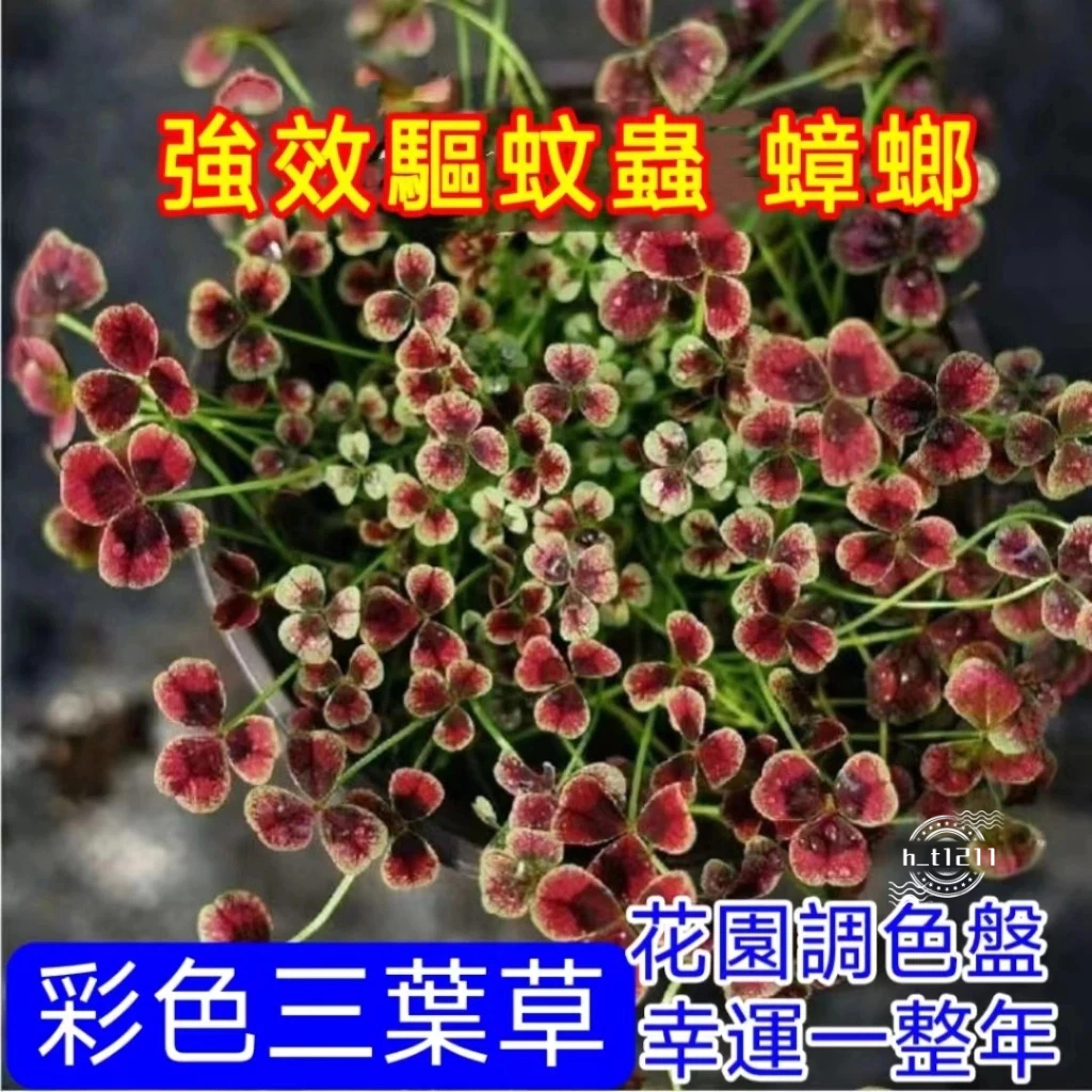 💥💥【幸運四葉草種子】新品紫蝴蝶幸運草種子 三葉草紫葉種子 酢漿草種子 四葉草種子草籽 盆栽花卉植物 室內 陽台庭院種植