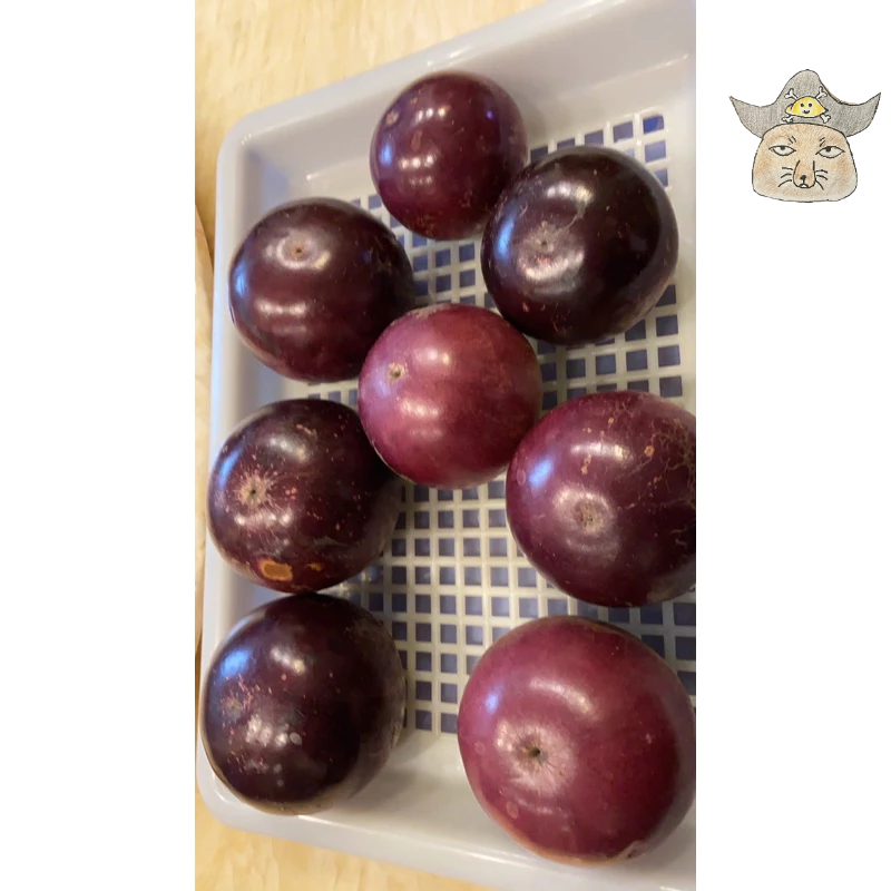（預訂）牛奶果 （5斤/10斤出貨）紫龍品種 自家種植 （星蘋果）