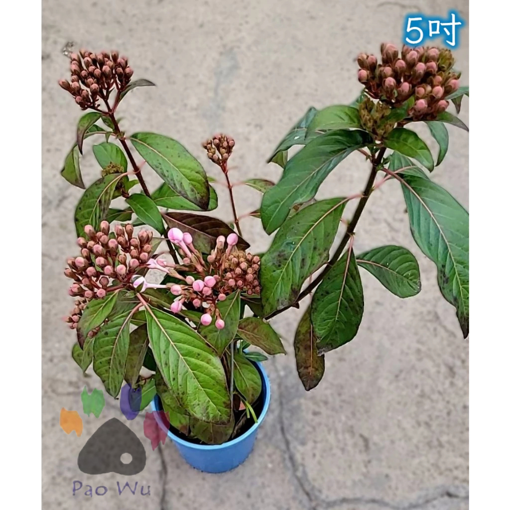 滇丁香盆栽 5吋 賞花/花藝DIY/盆栽組立/居家美化/綠化/植栽 高屏部分地區可專送