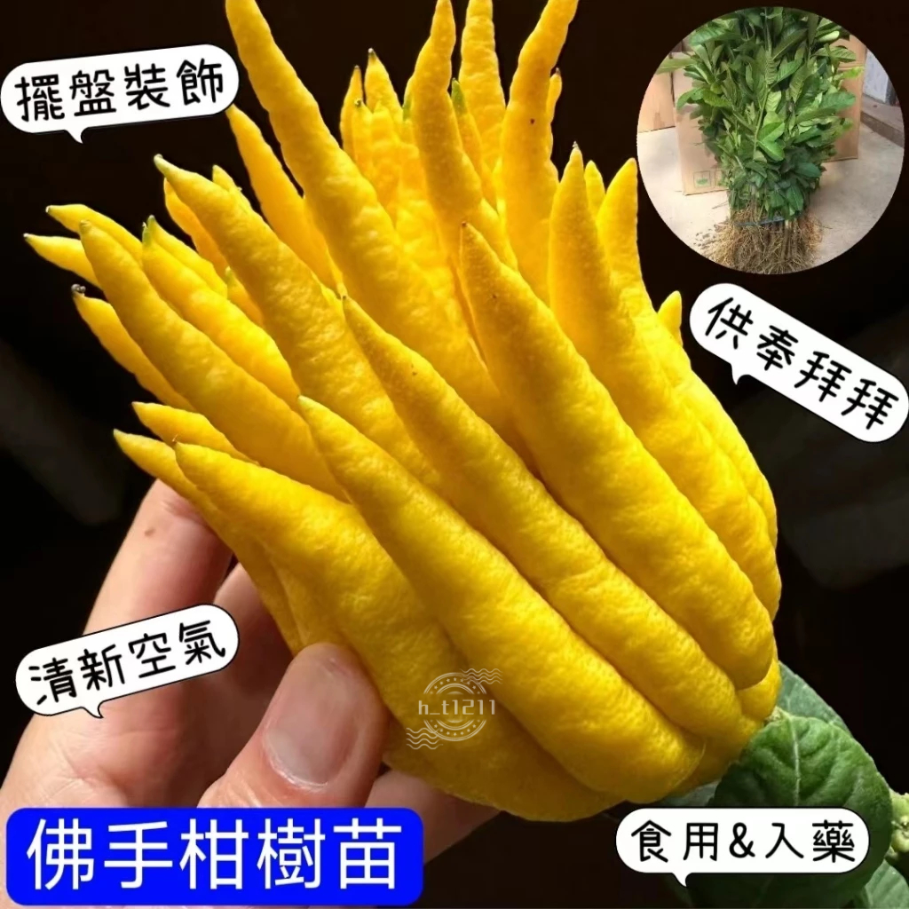 💥💥【佛手柑種子】金佛手籽 千佛手籽 青佛手籽 鎮宅招財 盆栽地栽果樹 柑橘 庭院陽臺農田種植 植物種苗 供奉果 金果