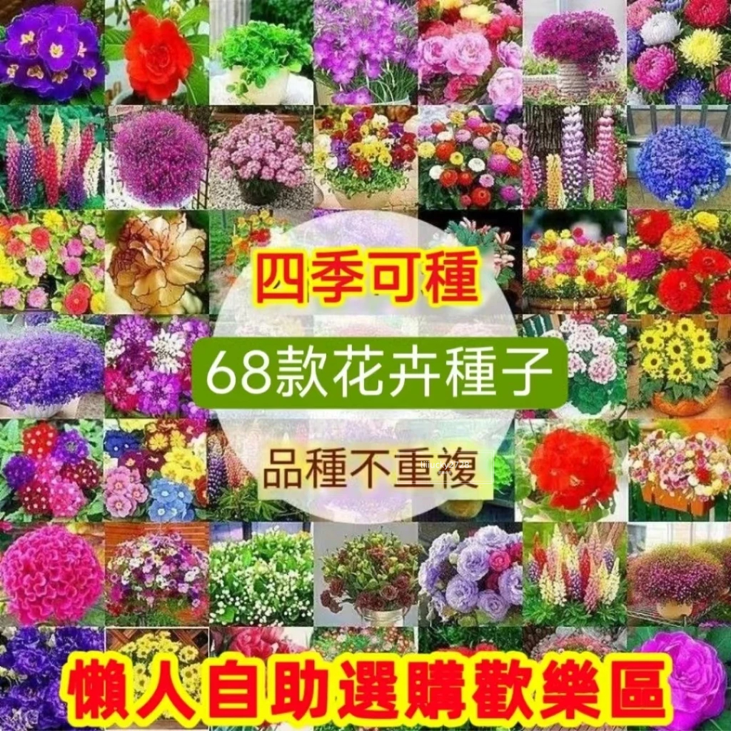 💯正品【60款新手種植花卉種子】好養活四季種植花卉 鮮花混合鮮花種子薰衣草 波斯菊茉莉梔子花種子四季可播種 家庭陽台庭院