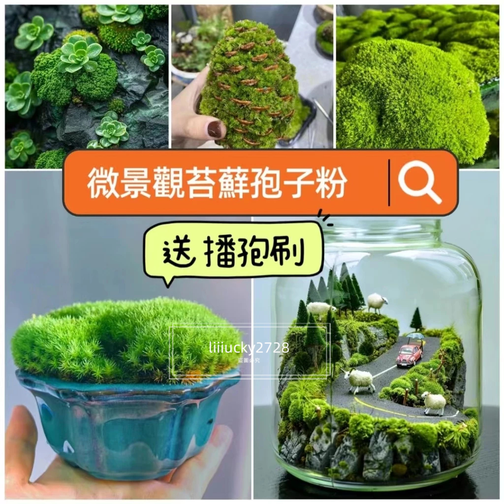 💯【苔蘚孢子粉】贈播孢專用刷+儲存管  微景觀苔蘚 青苔 綠苔 蘭花文竹保濕 微景觀造景 苔蘚球 苔蘚播種套組 苔蘚種子