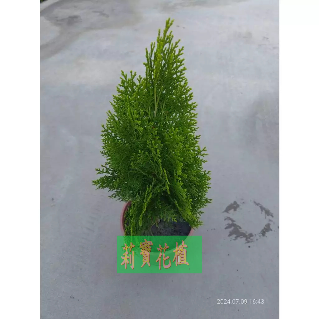 莉寶花植［苗木/造景/綠化/風水/寵物樹葬］黃金扁柏