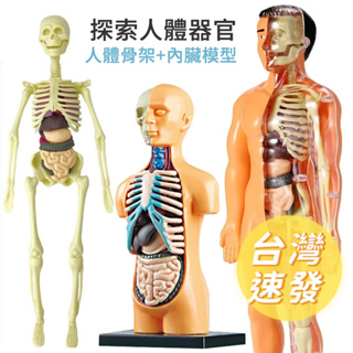🔥[台灣現貨 有開發票]🔥 兒童探索人體生理模型 骨骼 器官 生物教具