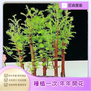 小樹盆栽 矮化盆栽水杉種子凈化空氣四季綠植室內觀賞種植四季常青新手易種植爆款熱銷兮兒花坊水培植物 室內植物 迷你盆栽