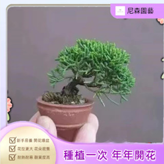 小樹盆栽 微型花卉盆栽植物種子好養活好栽培多肉迷你楓樹 月季 梔子花種子水培植物 室內植物 迷你盆栽