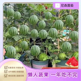 小樹盆栽 【廠家直銷】高產西瓜種子拇指西瓜、黑皮西瓜、黃金西瓜、蜂蜜盆栽種子無籽冰糖麒麟王水果菜大小四季高產薄皮西瓜種