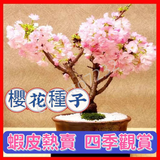 💥💥【日本矮化櫻花種子】盆栽櫻花種子 微型櫻花 日本櫻花 四季開花 室內易活 盆栽花草 植物首選 新手陽臺庭院 seed