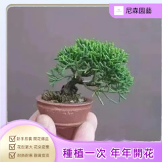 小樹盆栽 日式園藝造景微型花卉盆栽植物種子好養活好栽培多肉迷你楓樹 月季 梔子花種子微型盆栽矮化種子水培植物 室內植物