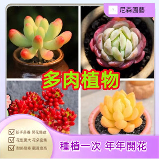小樹盆栽 多肉種子 果凍乙女心 奶油貝瑞 新玉墜 虹之玉 黃美人種子 室外陽臺淨化空氣水培植物 室內植物 迷你盆栽
