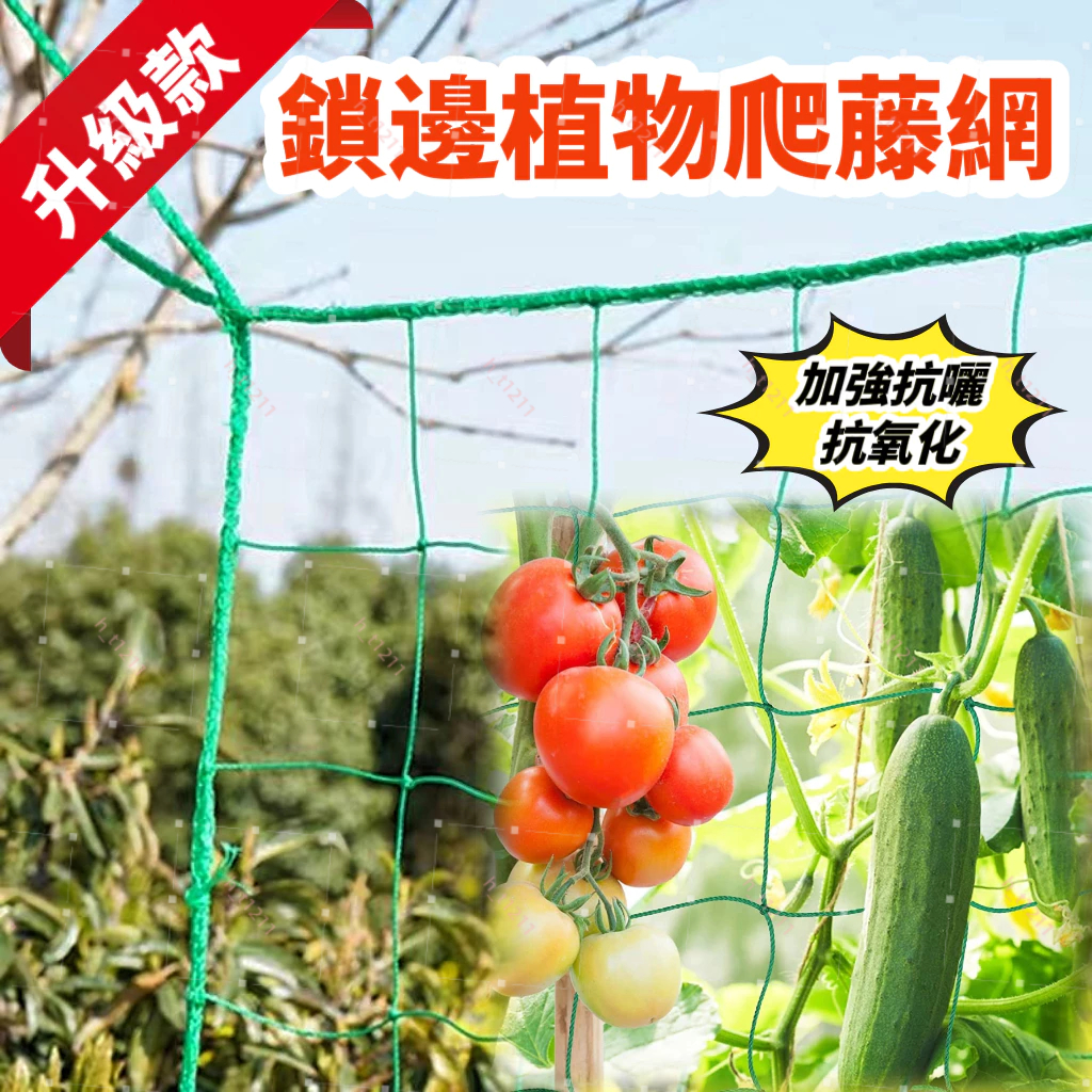 【加強款植物爬藤網】耐曬抗氧化果蔬爬藤網 瓜果攀爬網 攀援支架 鎖邊植物爬藤網 苦瓜棚架網 絲瓜黃瓜西紅柿攀援網 圍籬