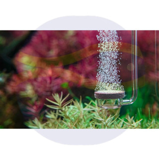 微笑的魚水族☆【韓國NEO】陶瓷細化器SPECIAL(S)(M)(L)平底型 風靡歐美水草界 CO2擴散器