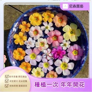 小樹盆栽 酢漿草種子常年開花酢醬草庭院花卉植物新手易種酢漿草種籽兮兒花坊水培植物 室內植物 迷你盆栽