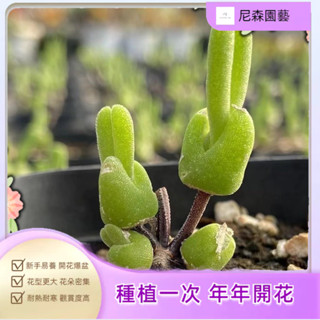 小樹盆栽 新款多肉種子 冰糕枝幹枝幹番杏科 可愛多肉植物種子水培植物 室內植物 迷你盆栽