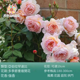 （2025新到貨）亞伯拉罕達比薔薇花種子（MG-27）粉色大花爬藤玫瑰種子庭院陽臺門拱籬笆灑下就能活懶人觀賞花海種子