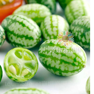 拇指西瓜種子 維C高能量高產一株結多瓜 四季種植 陽臺盆栽薄皮迷你水果種子