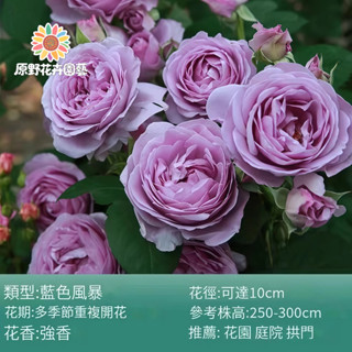 （2025新到貨）藍色風暴薔薇花種子（MG-21）紫色大花爬藤玫瑰種子庭院陽臺門拱籬笆灑下就能活懶人觀賞花海種子Rose