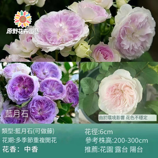 （2025新到貨）藍月石薔薇花種子（MG-22）藍白色大花爬藤玫瑰種子庭院陽臺門拱籬笆灑下就能活懶人觀賞花海種子Rose