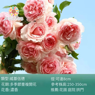 （2025新到貨）威基伍德薔薇花種子（MG-25）粉色大花爬藤玫瑰種子庭院陽臺門拱籬笆灑下就能活懶人觀賞花海種子Rose