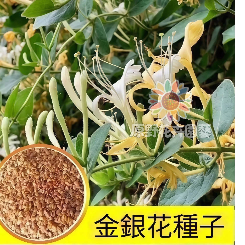 （快速出貨）金銀花種子Honeysuckle 四季可播種食用&觀賞花卉種子中藥材種子多年生盆栽地栽好養