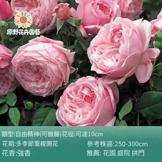 （2025新到貨）自由精神薔薇花種子（MG-30）粉色大花爬藤玫瑰種子庭院陽臺門拱籬笆灑下就能活懶人觀賞花海種子Rose
