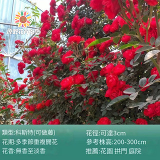 （2025新到貨）科斯特薔薇花種子（MG-20）紅色大花爬藤玫瑰種子庭院陽臺門拱籬笆灑下就能活懶人觀賞花海種子Rose