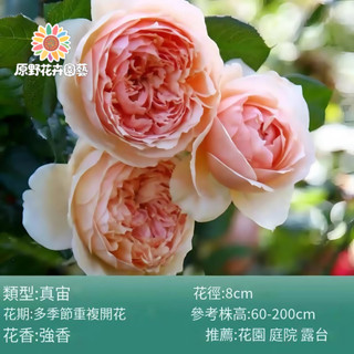 （2025新到貨）真宙薔薇花種子（MG-28）粉色大花爬藤玫瑰種子庭院陽臺門拱籬笆灑下就能活懶人觀賞花海種子Rose