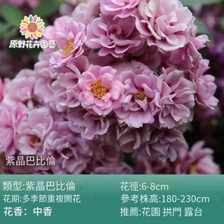 （2025新到貨）紫晶巴比倫薔薇花種子（MG-29）紫色大花爬藤玫瑰種子庭院陽臺門拱籬笆灑下就能活懶人觀賞花海種子