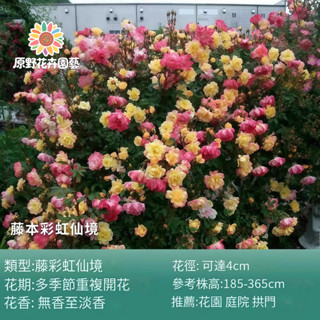 （2025新到貨）藤彩虹薔薇花種子（MG-24）粉黃色大花鮮艷爬藤玫瑰種子庭院陽臺門拱籬笆灑下就能活懶人觀賞花海種子