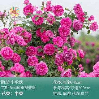 （2025新到貨）小飛俠薔薇花種子（MG-26）玫紅大花爬藤玫瑰種子庭院陽臺門拱籬笆灑下就能活懶人觀賞花海種子Rose